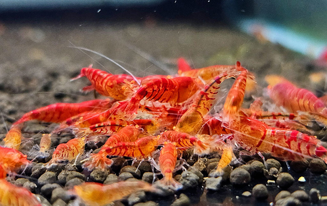 Why Are My Shrimp Dying? 7 Common Mistakes and How to Fix Them