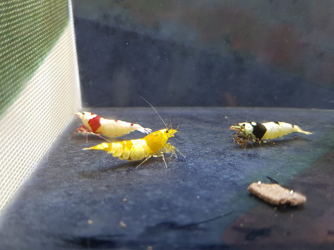 🧬 The History of Shrimp Breeding