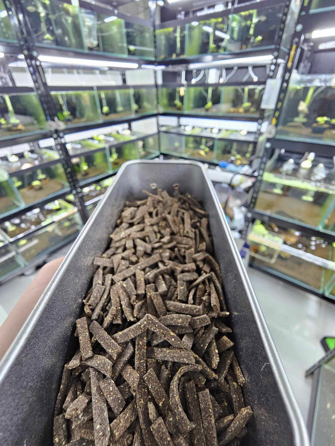 Best Shrimp Food for Vibrant Colors & Healthy Growth