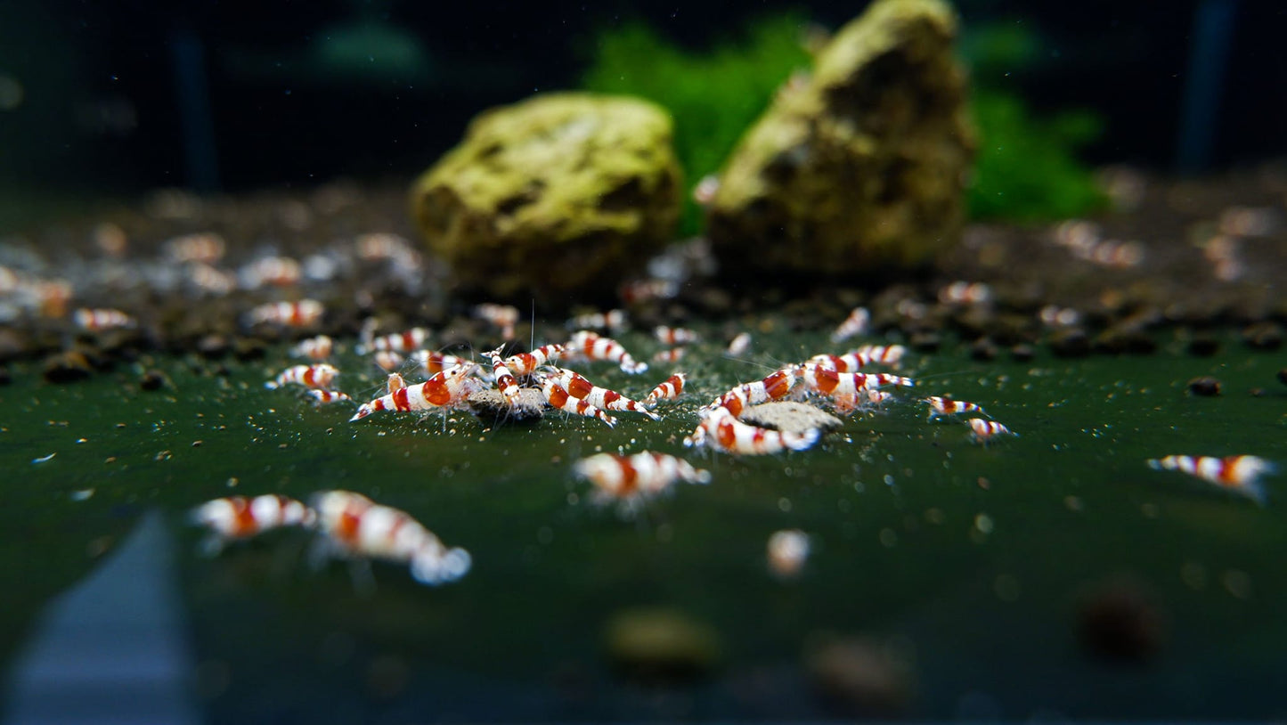 Backline Red Crystal Shrimp