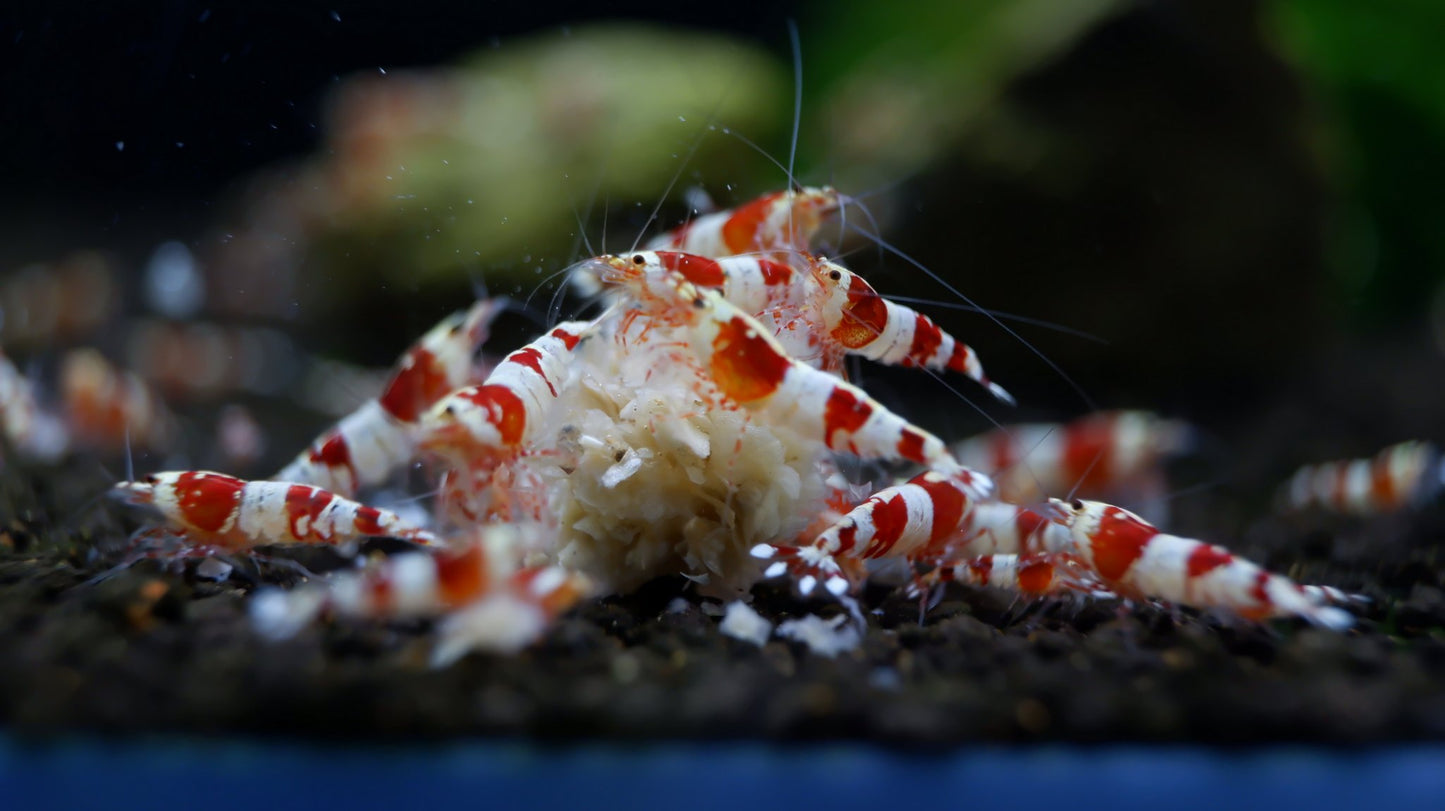 Backline Red Crystal Shrimp