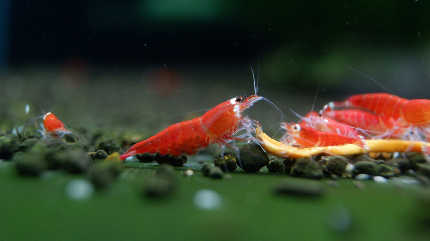 Red Santa (Super Crystal Red)