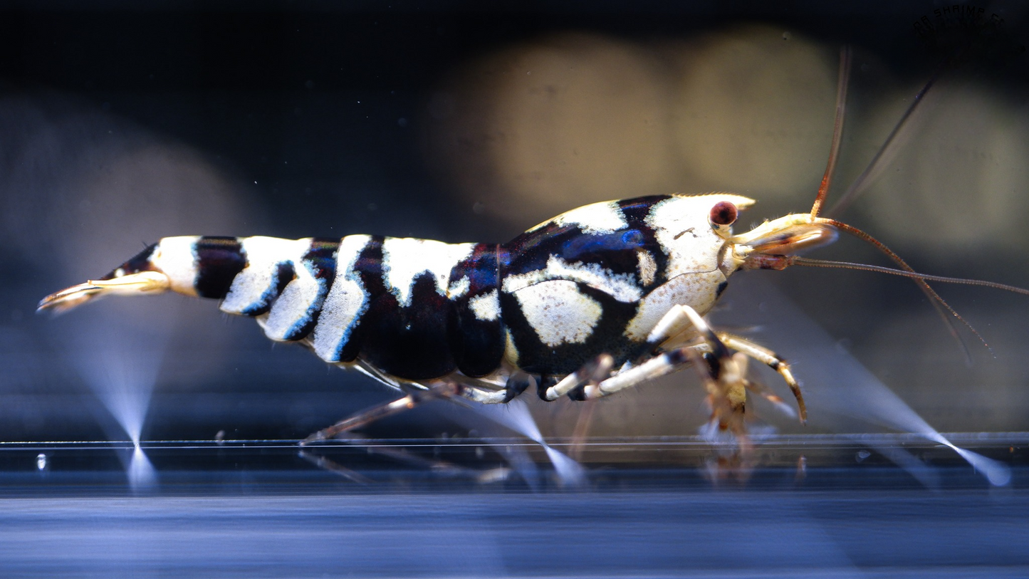 Black Fancy Tiger A-SS (Medium Grade)