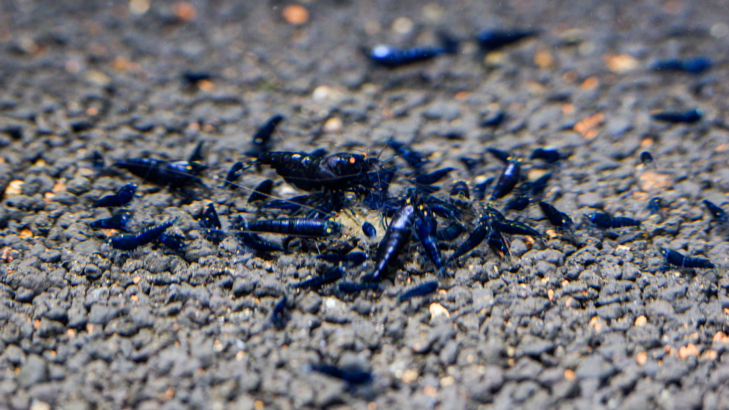 Orange Eye Purple Metallic