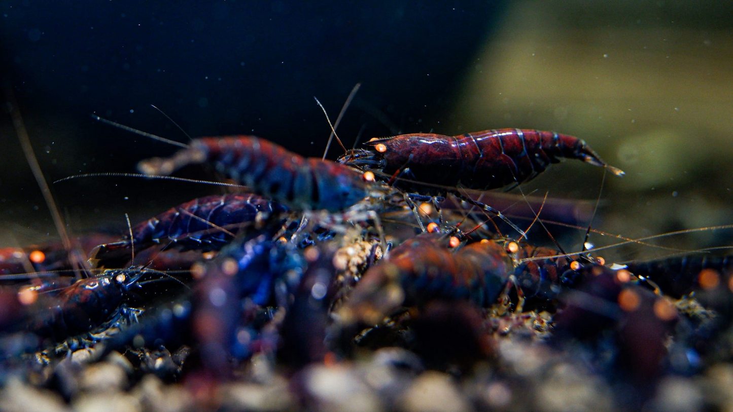 Orange Eye Rusty Blue Tiger (OERBT)