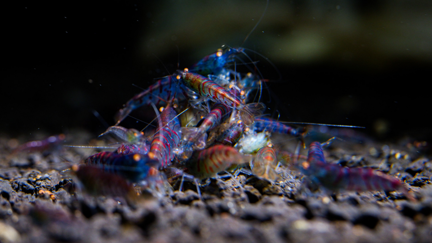 Orange Eye Red Tiger Blue Body (OERTBB)