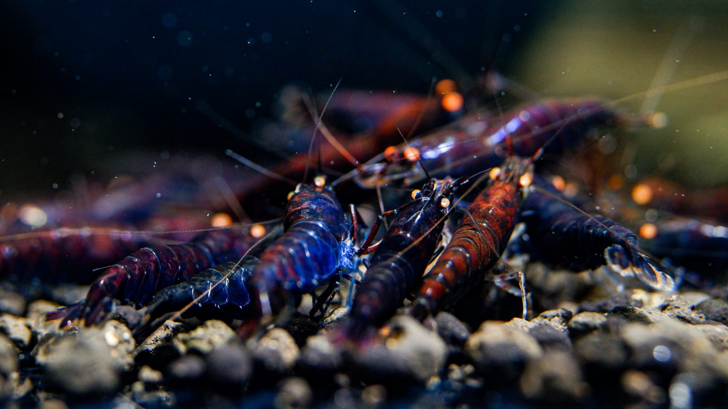Orange Eye Rusty Blue Tiger (OERBT)