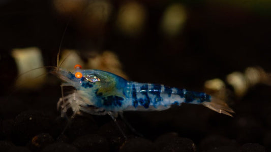 Orange Eye Blue Caleco (Dragon Blood)