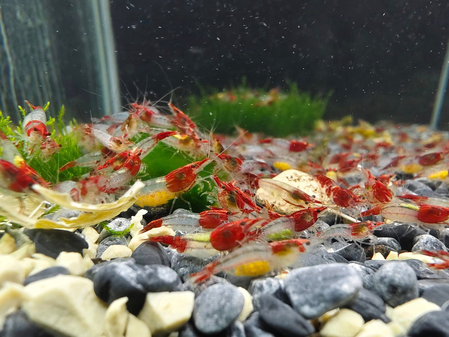 Red Rili