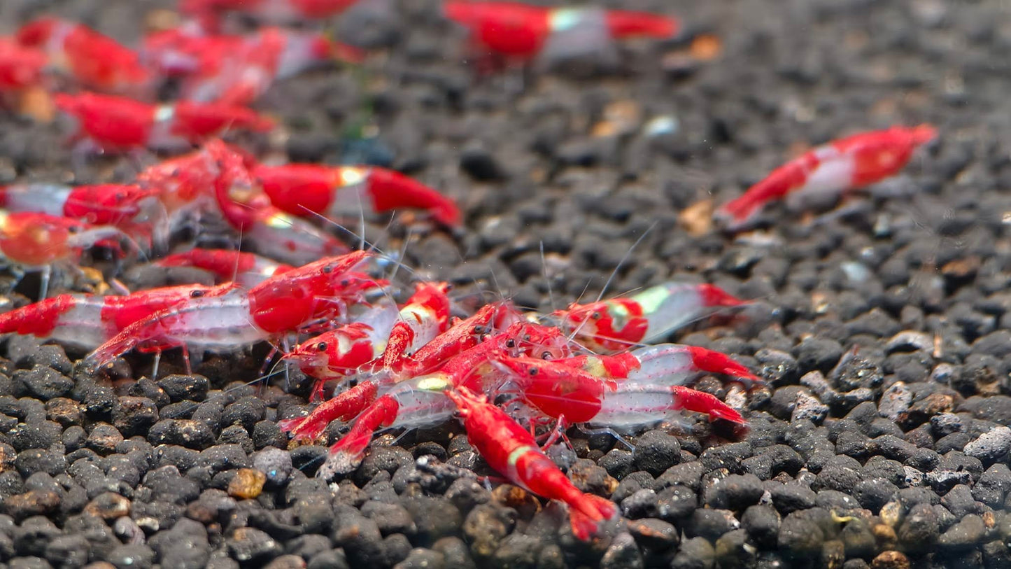 Red Rili