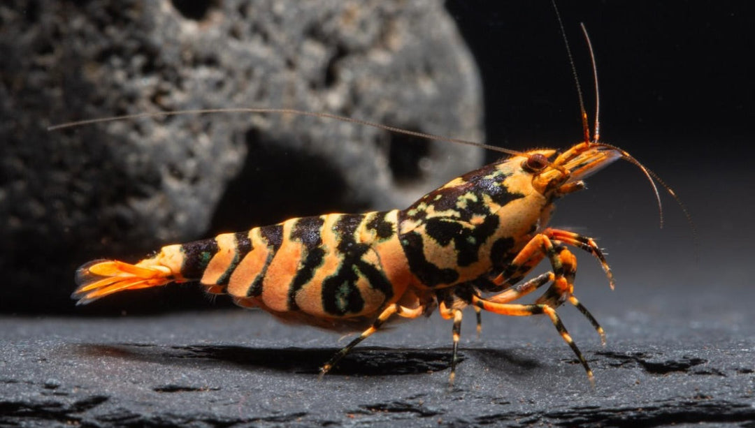 Orange Hornet