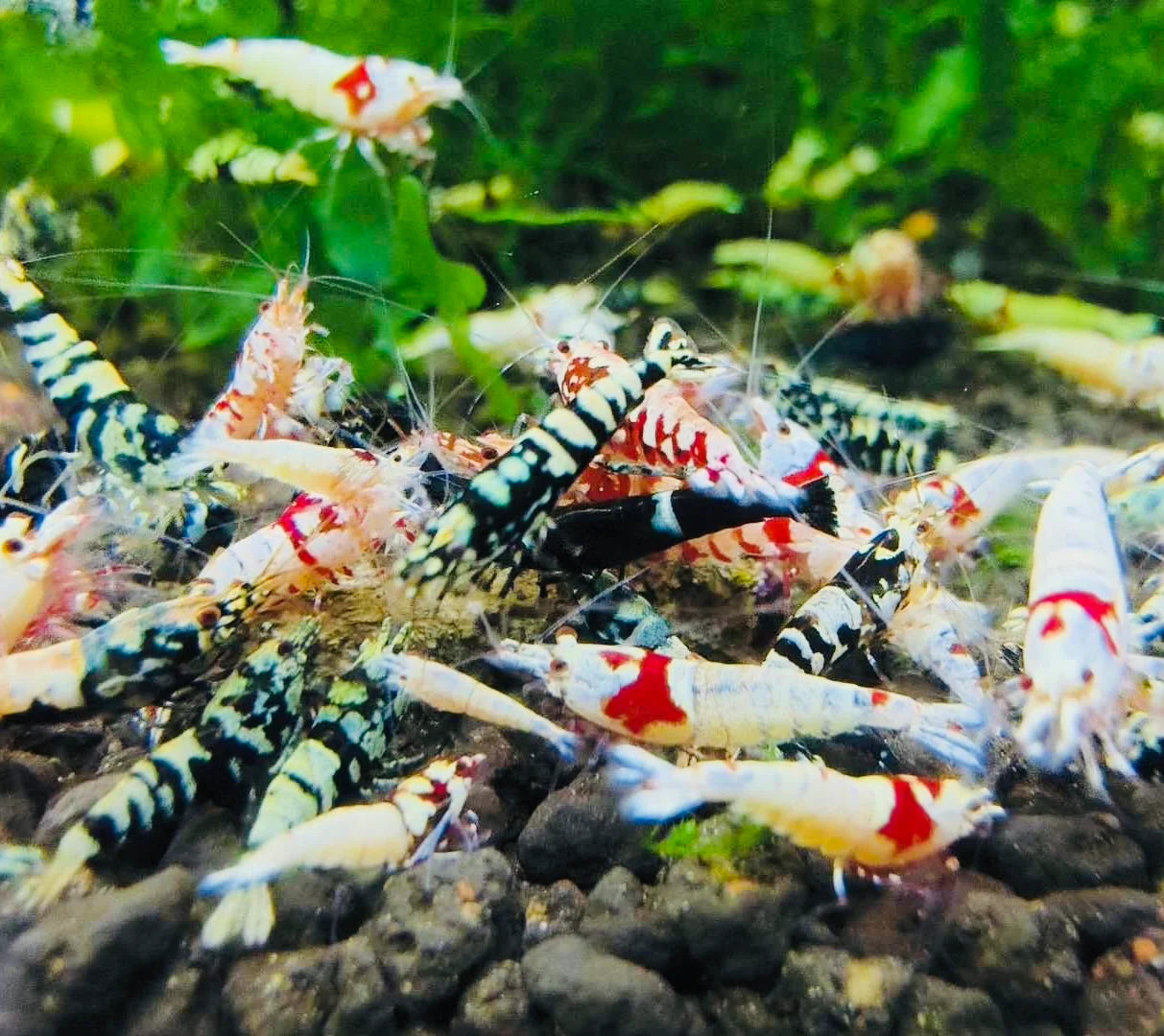 Caridina Mystery Box