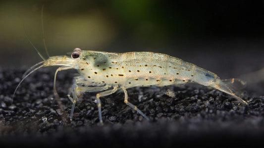 Amano / Yamato Shrimp
