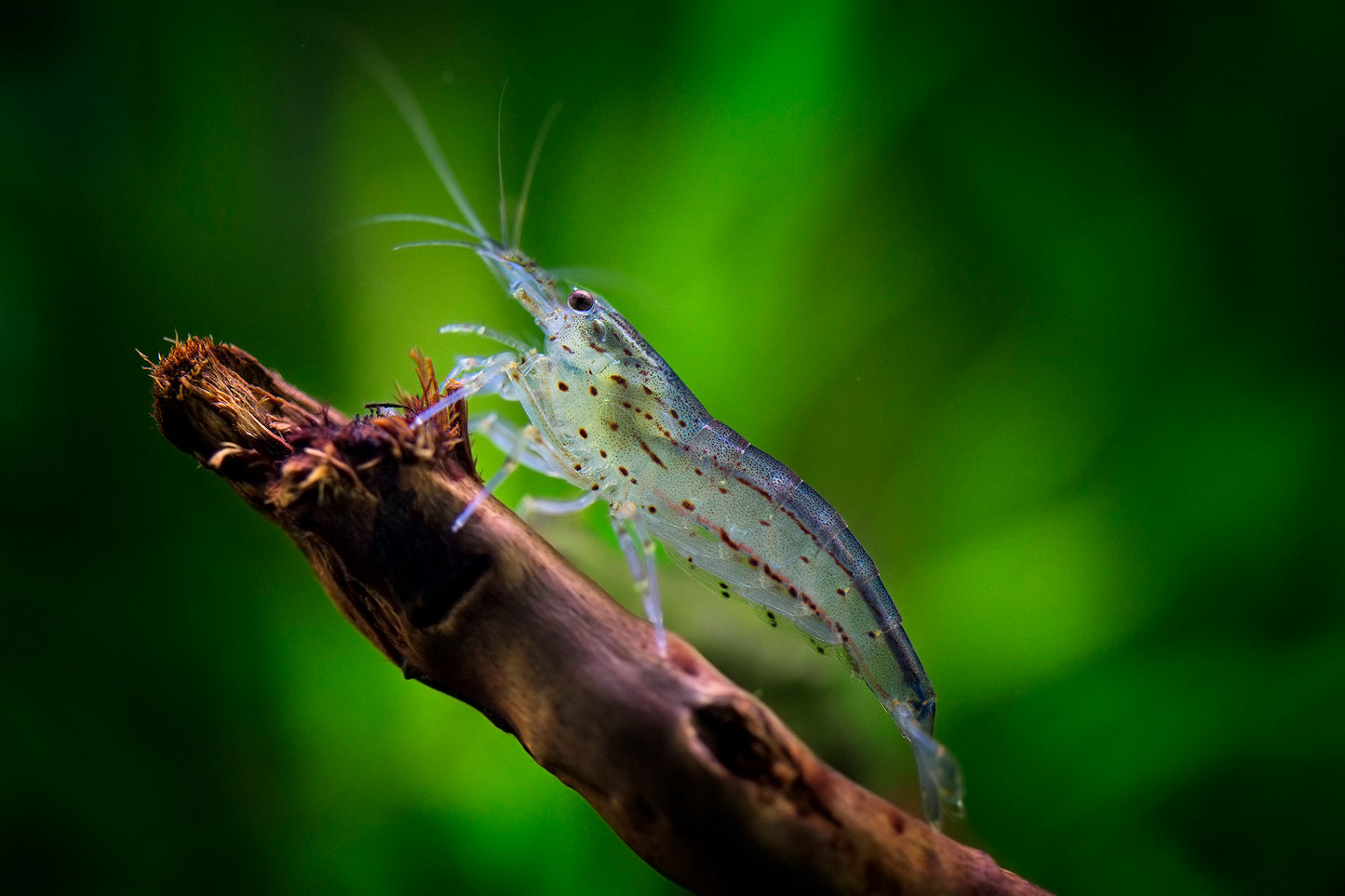 Amano / Yamato Shrimp