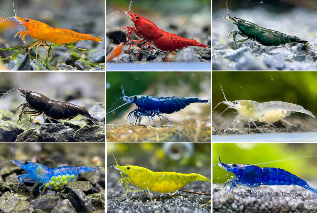 Mixed Neocaridina Skittles