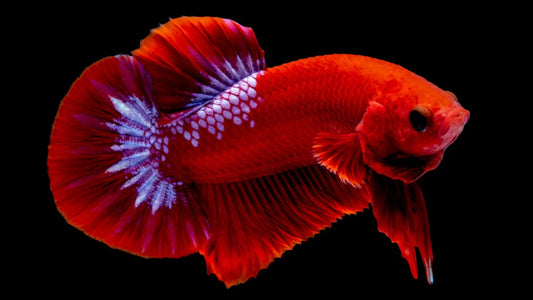 Red 'HellBoy' Halfmoon Plakat (HMPK) Betta
