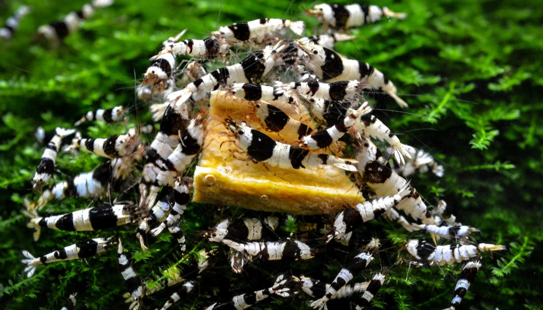 How Do I Get Crystal Clear Water