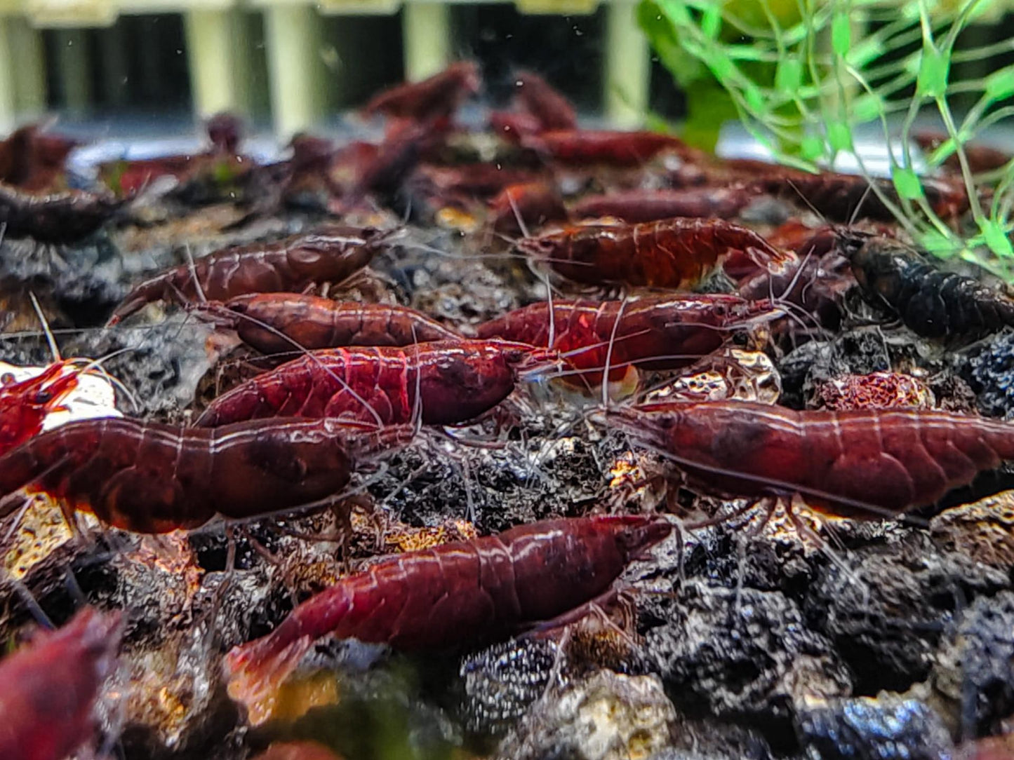 Dark Red Bloody Mary