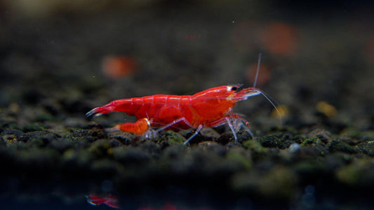 Red Santa (Super Crystal Red)