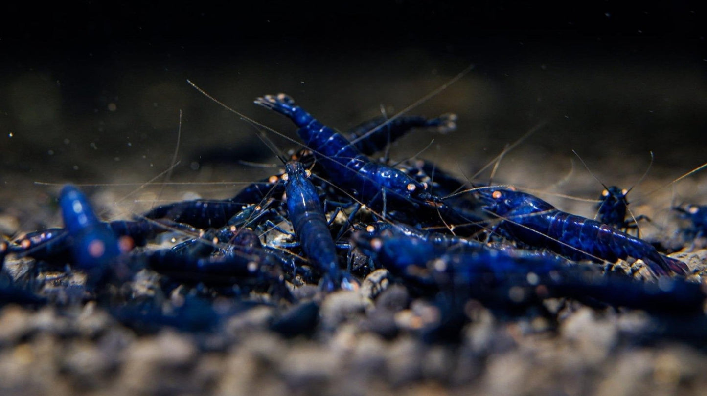Orange Eye Royal Blue Tiger (OERBT)