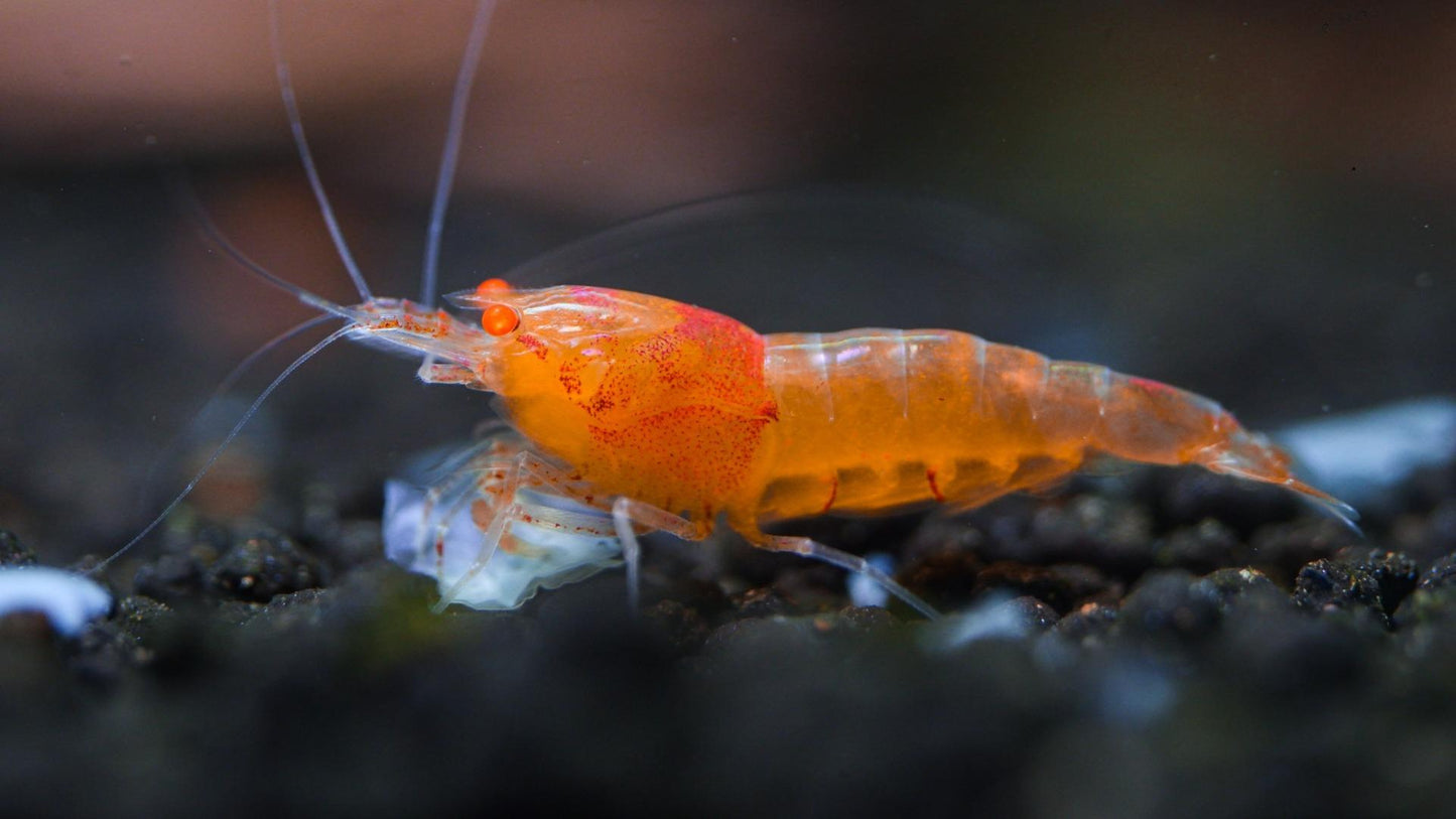 Orange Eye Orange Devil