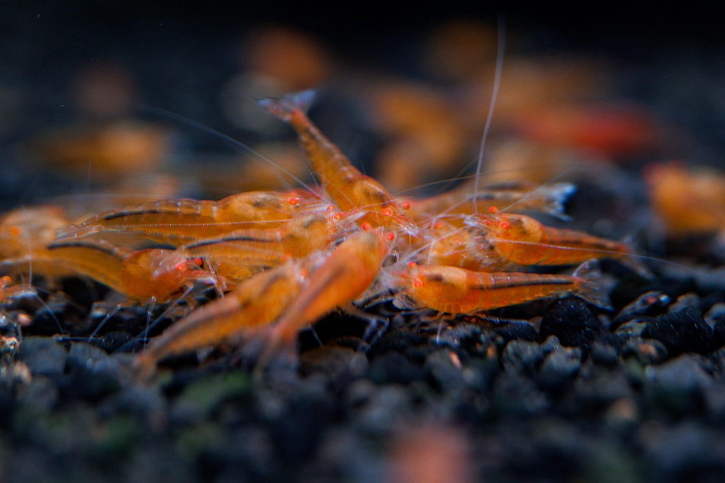Orange Eye Orange Devil