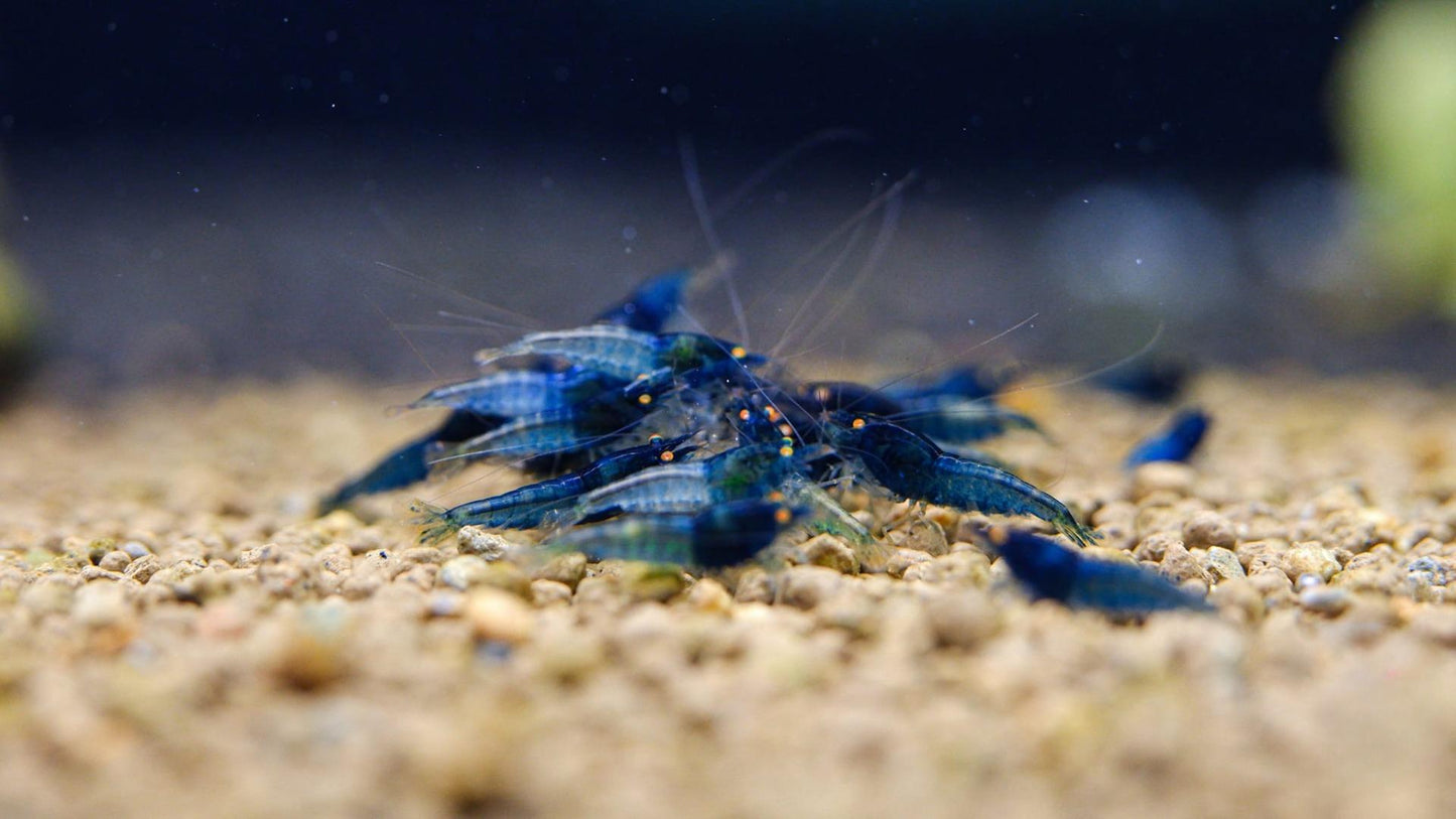 Orange Eye Blue Steel