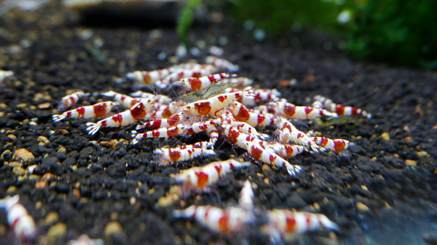 Backline Red Crystal Shrimp
