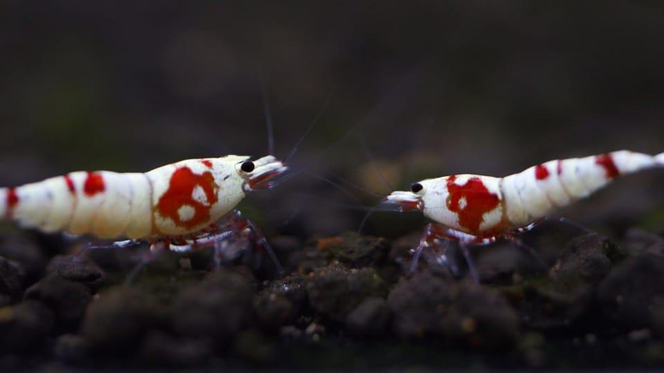 Backline Red Crystal Shrimp