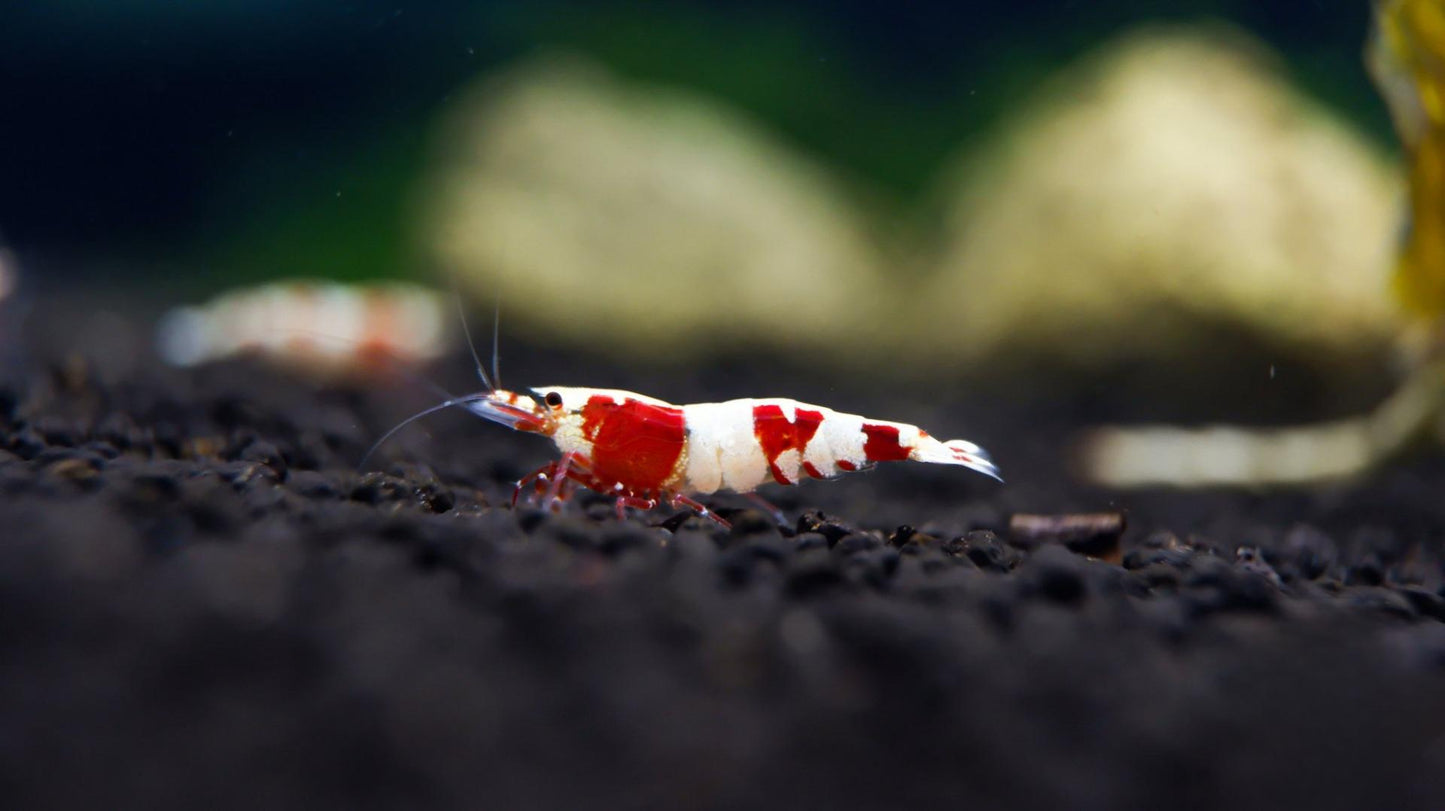 Backline Red Crystal Shrimp
