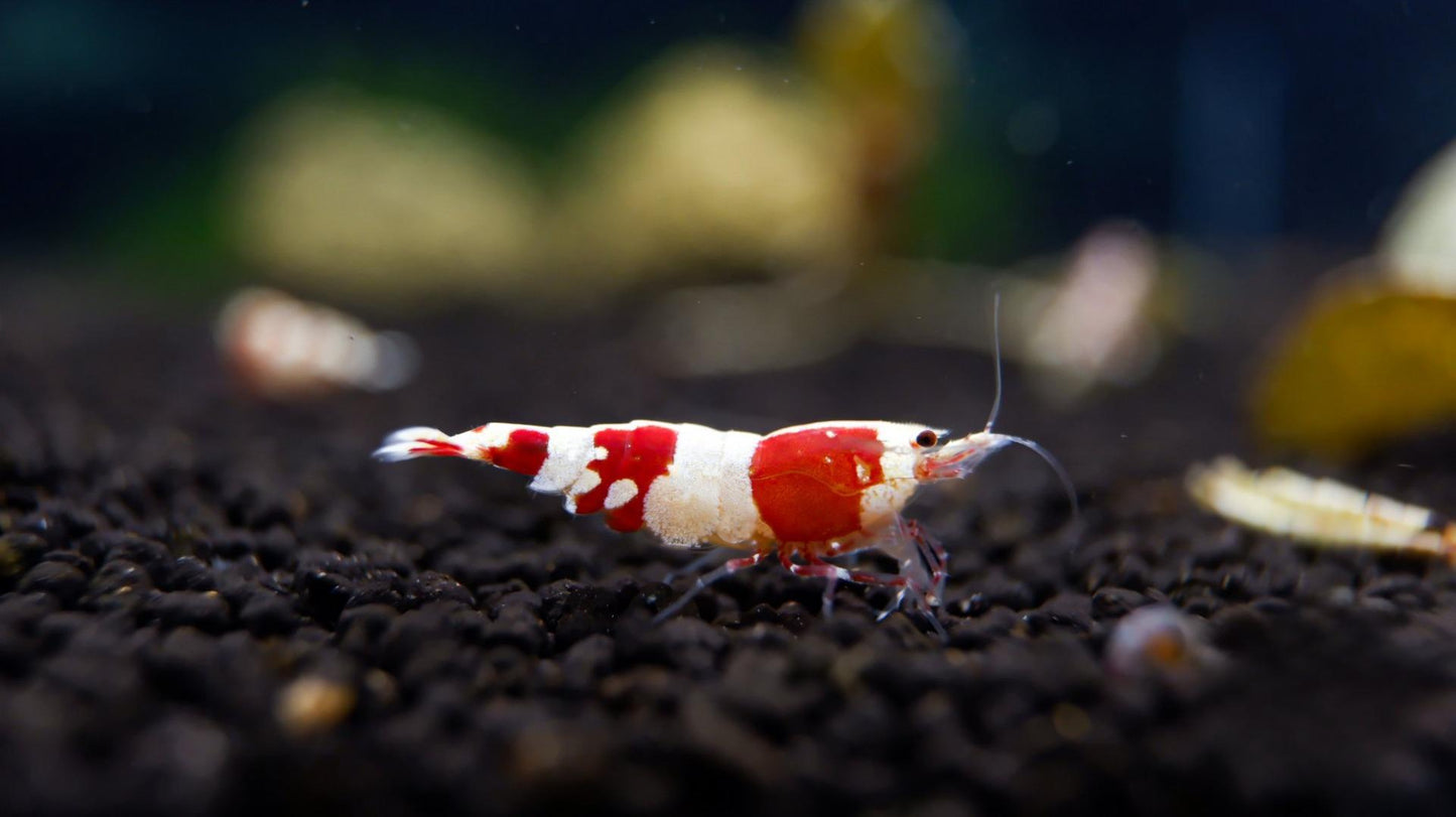 Backline Red Crystal Shrimp