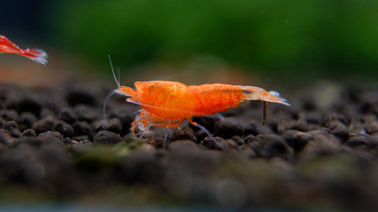 Orange Eye Orange Devil