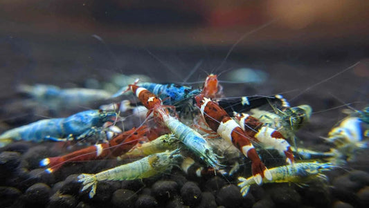Caridina Mystery Box