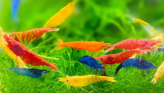 Mixed Neocaridina Skittles