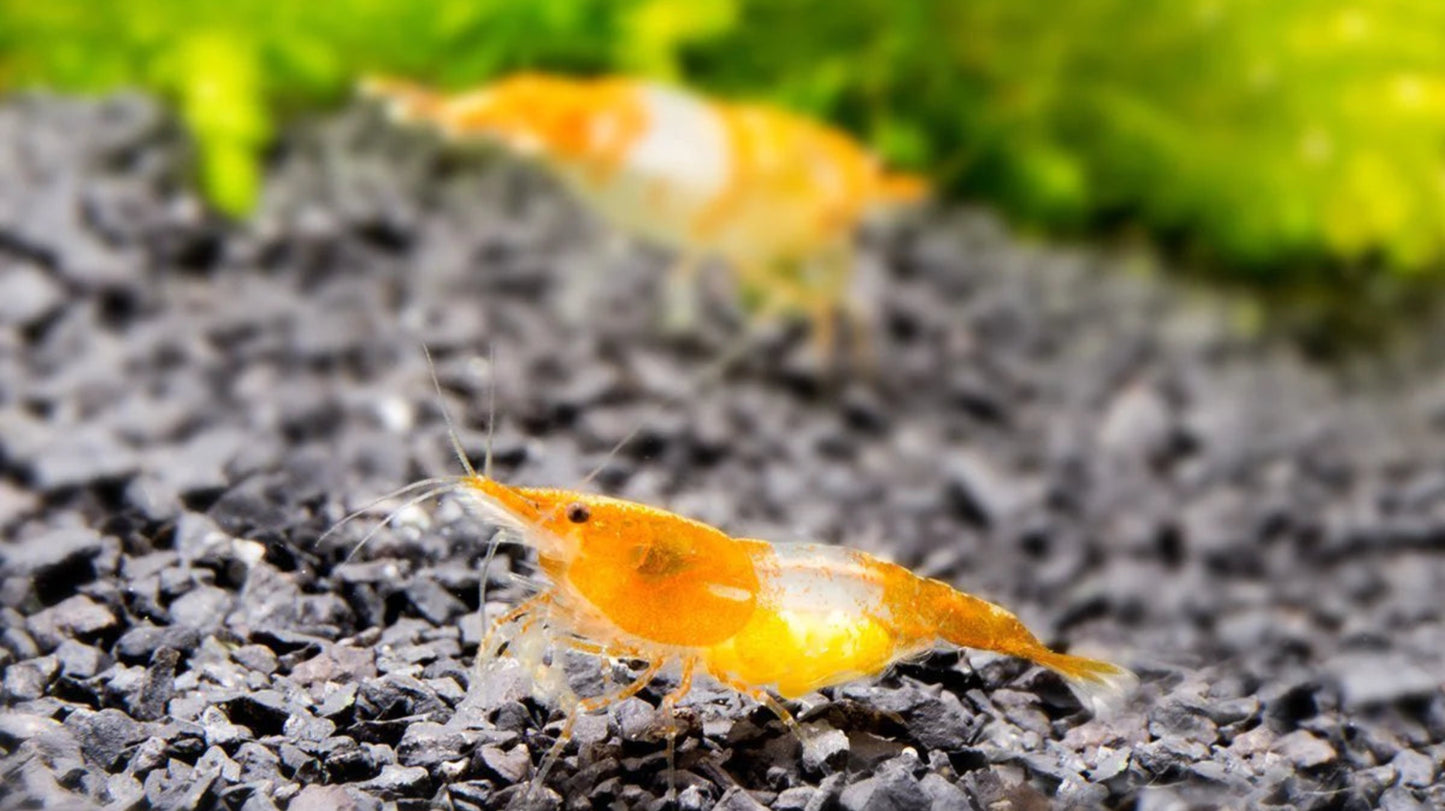 Orange Rili
