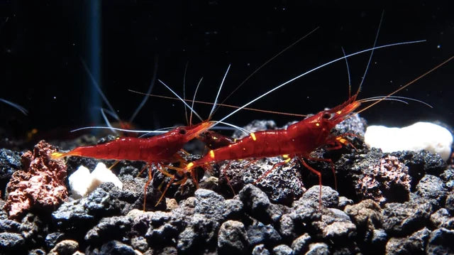 Sulawesi Yellow Nose