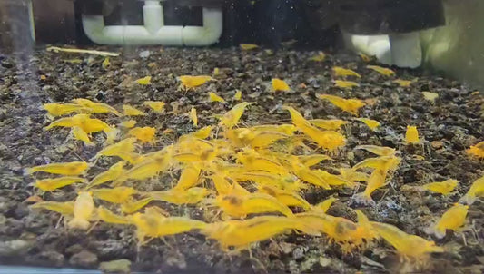 Orange Eye Yellow Devil