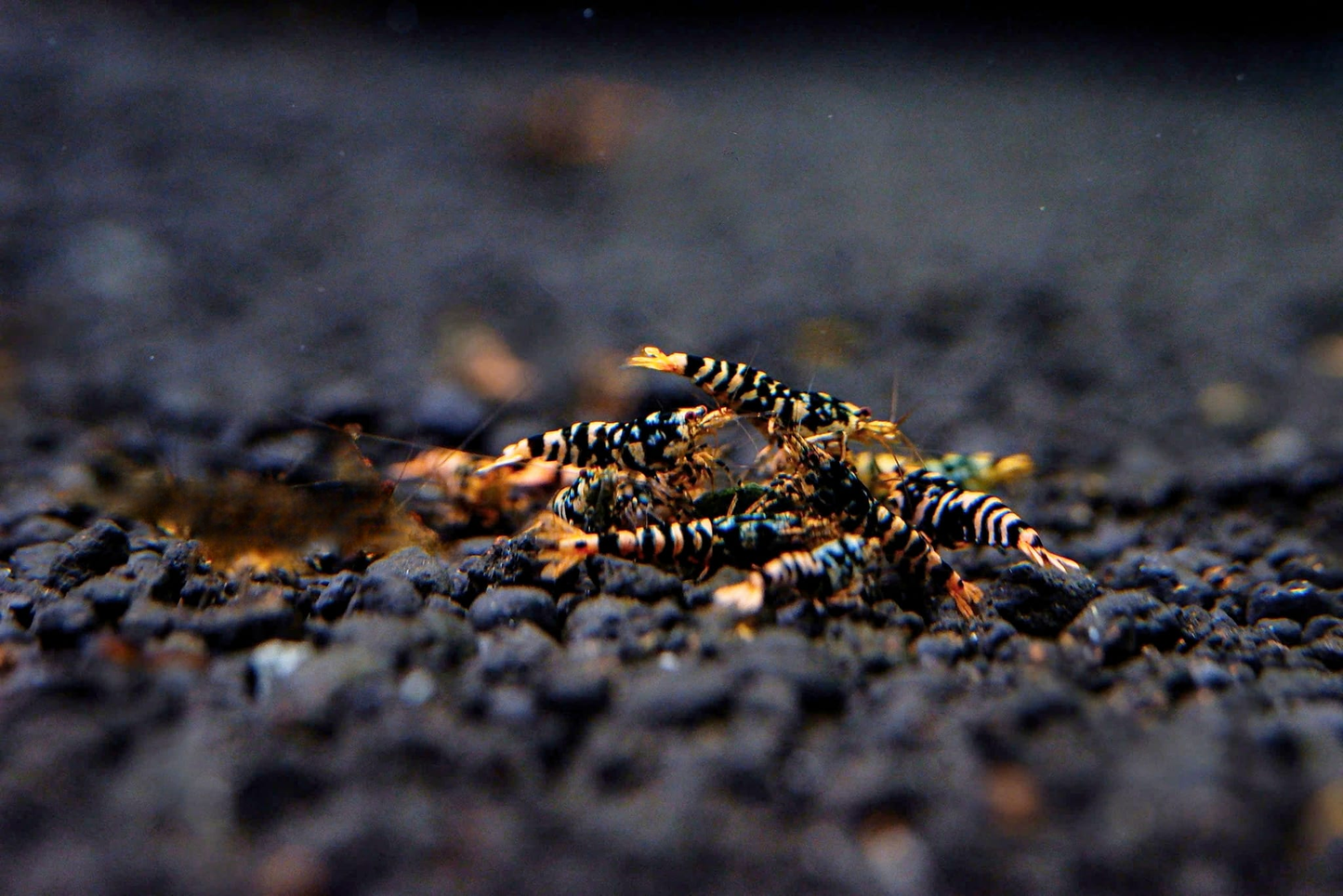 Orange Hornet