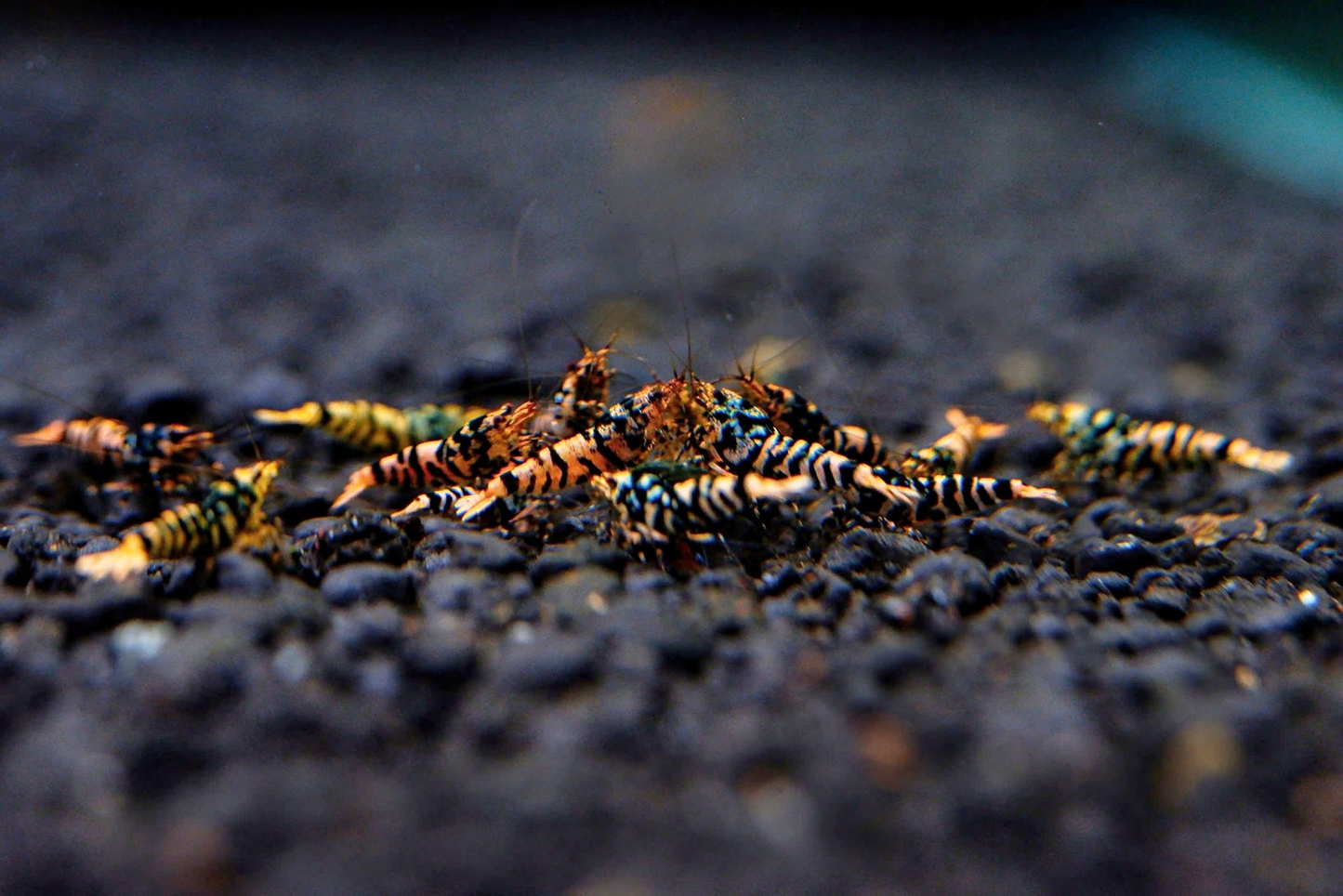 Orange Hornet