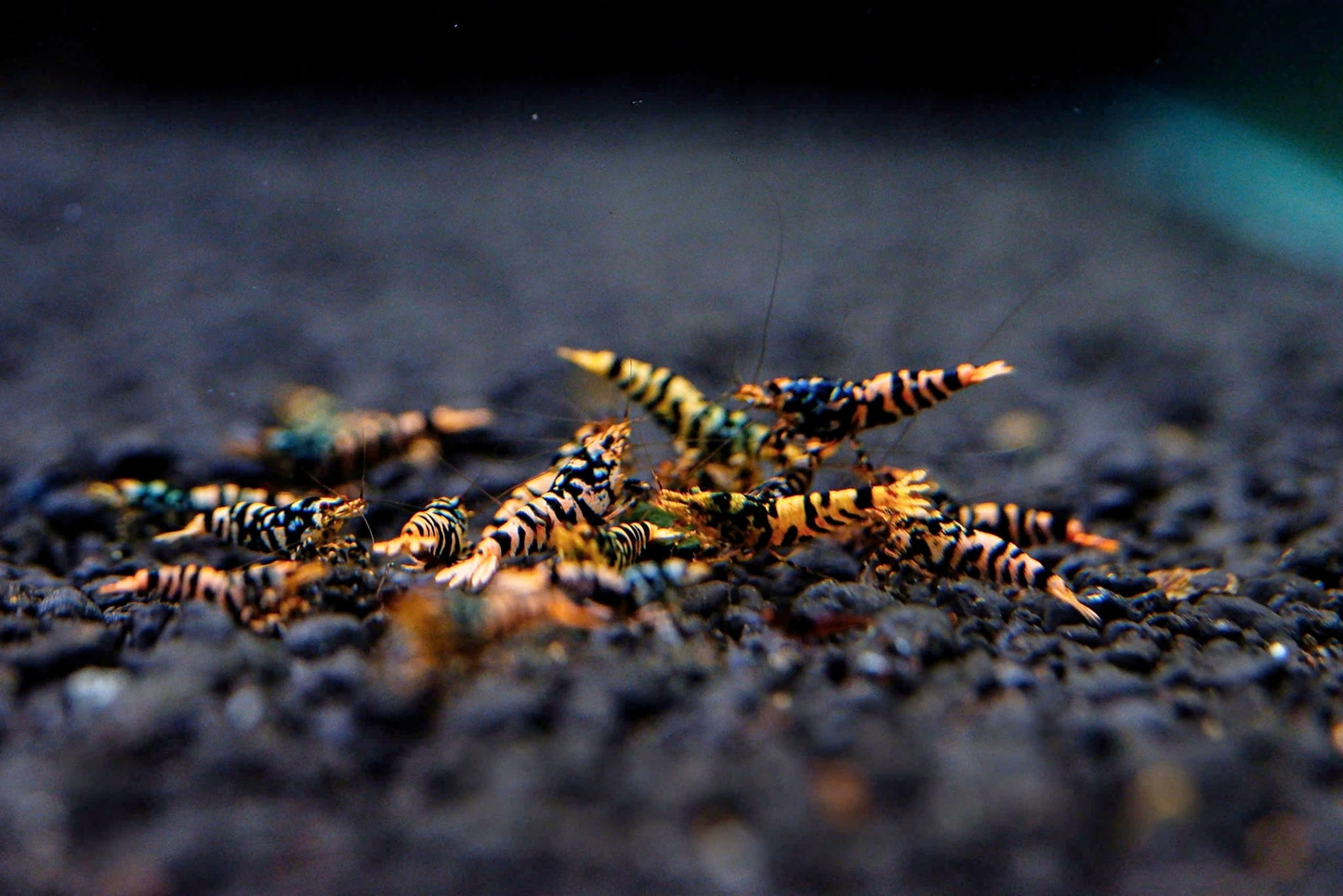 Orange Hornet