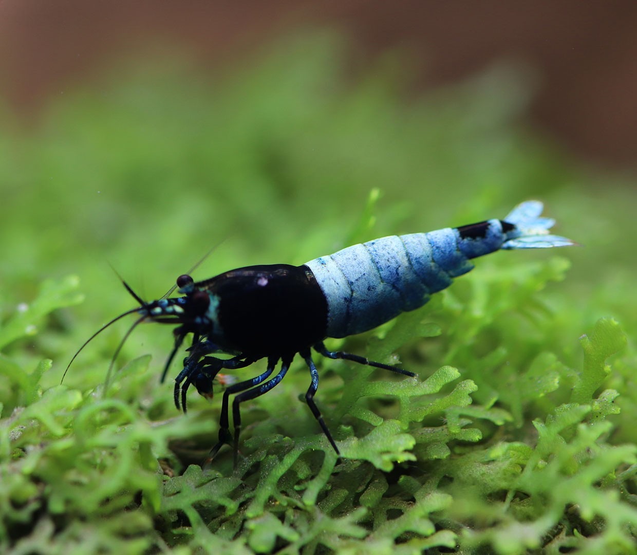 Blue Shadow Mosura