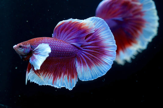 Dumbo Lavender Butterfly Halfmoon Betta