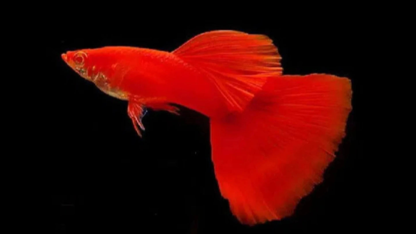 Albino Full Red Guppy