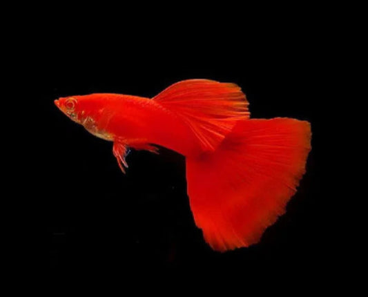 Albino Full Red Guppy