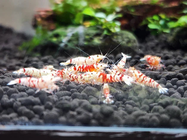 Red Fancy Tiger A-SS (Mixed Grade)