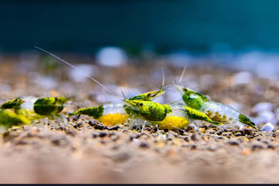 Francia Rili Green Rili – Shrimply Fintastic