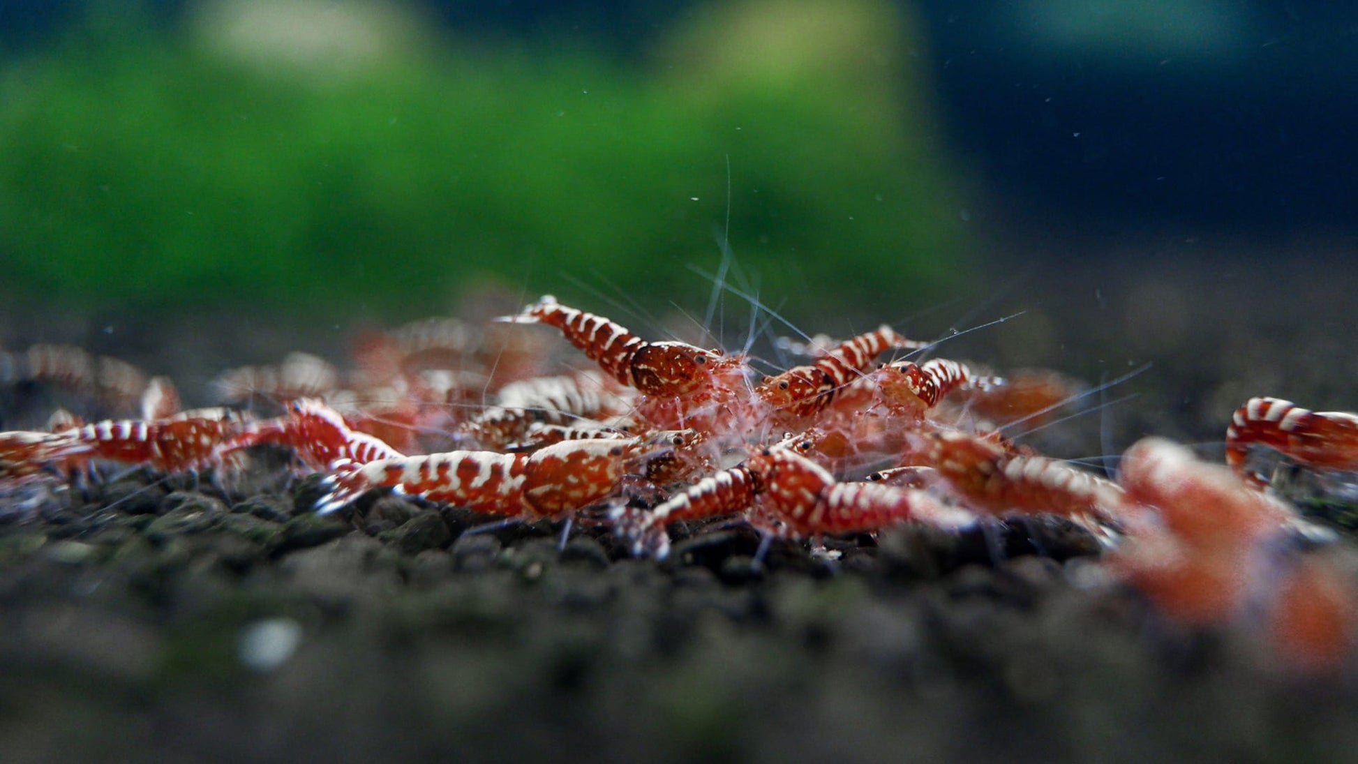 Red Galaxy Fishbone – Shrimply Fintastic