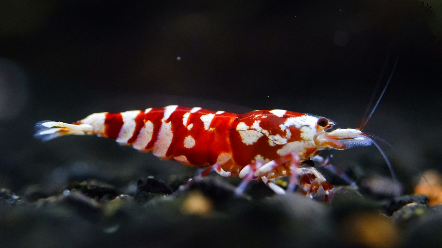Red Fancy Tiger A-SS (Mixed Grade)