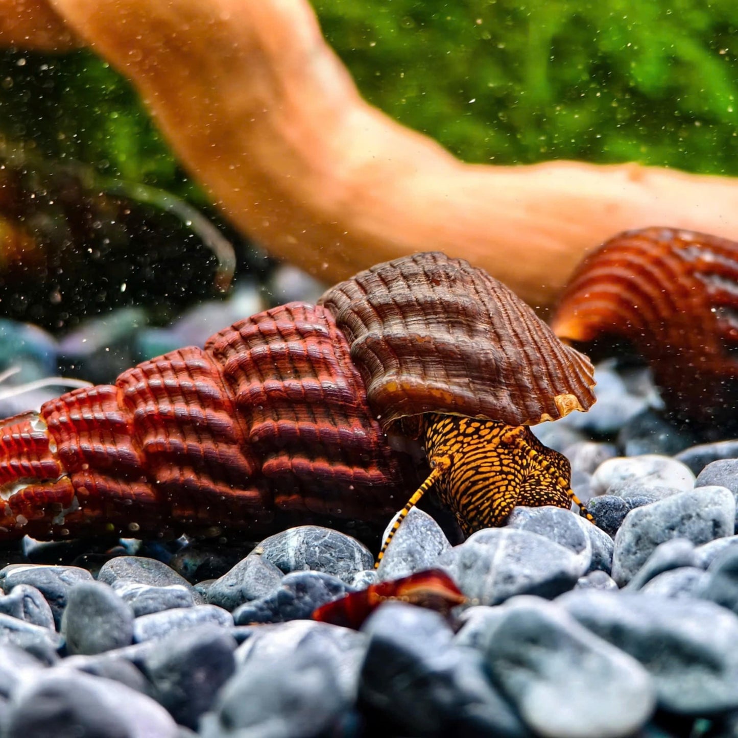 Golden Spotted Rabbit Snail