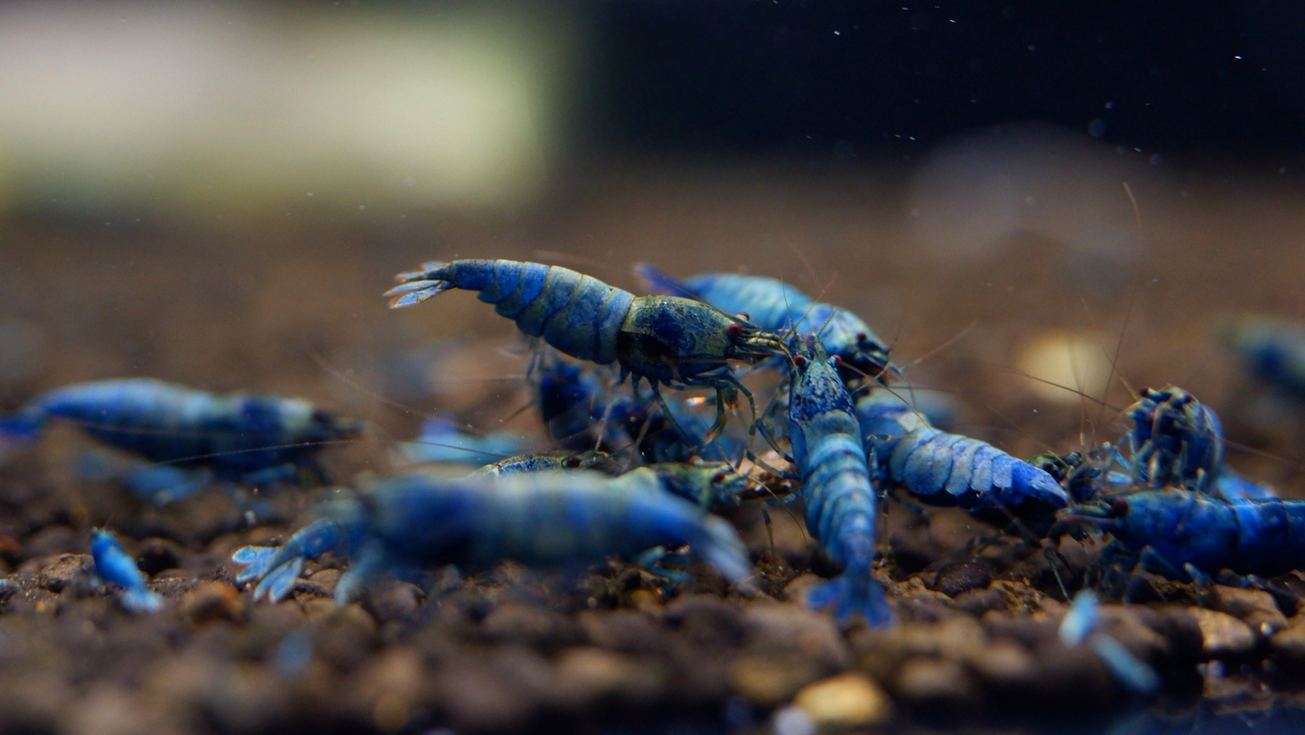 ルアー・フライ A.H.P.L. ANGRYGILL BLUEGILL ルアー・フライ A.H.P.L. ルアー・フライ A.H.P.L. ANGRYGILL BLUEGILL ルアー・フライ A.H.P.L.